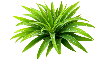Vibrant green plant with water droplets on leaves
