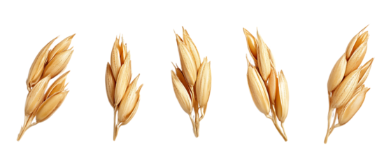 Pack of Barley Against Transparent Background for Agriculture Branding, Organic Promotion, or Farm Design Projects