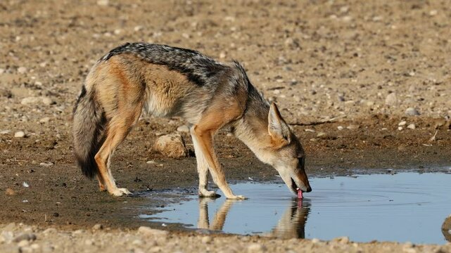 A black-backed jackal (Canis mesomelas) drinking water, Kalahari desert, South Africa