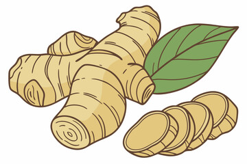 Fresh Ginger Root. Culinary Ingredient And Herbal Remedy For Health Benefits Isolated On Transparent Background
