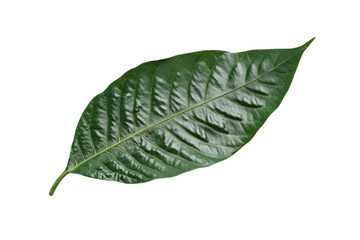 Close-up of a Lush Green Leaf