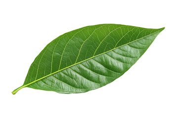 Fototapeta premium Closeup of a Vibrant Green Leaf