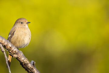 枝にとまるジョウビタキのメス