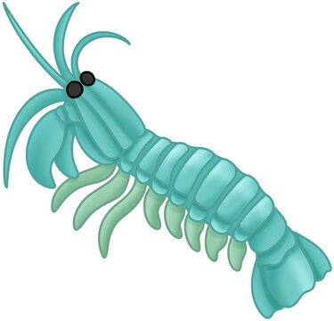 갯가재 (squilla)