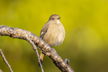 枝にとまるジョウビタキのメス