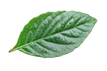 Obraz premium Close-up of a Vibrant Green Leaf