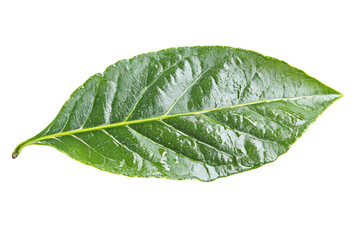 Obraz premium Closeup of a Vibrant Green Leaf