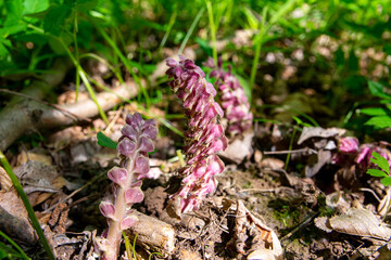 Pink flowers of Lathraea squamaria - medicinal plant