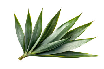 Pineapple Leaves - Lush Tropical Foliage