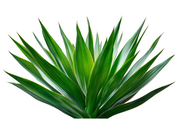 Obraz premium Stunning Green Agave Plant Closeup