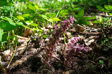 Pink flowers of Lathraea squamaria - medicinal plant