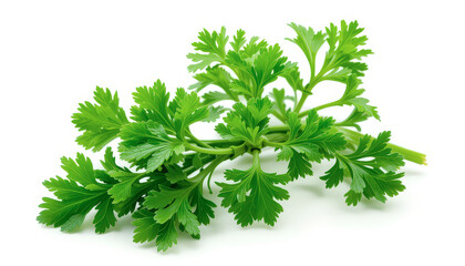 Fototapeta premium Fresh Green Parsley Sprig Isolated on White Background