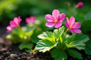 Pink primrose Primula flowers growing in a shaded garden bed, greenery, pink, shade