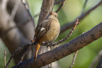 枝にとまるジョウビタキのメス