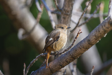 枝にとまるジョウビタキのメス