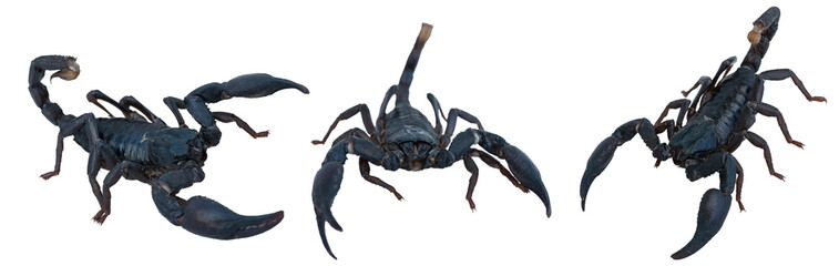 Black Asian forest scorpions isolated on transparent background.