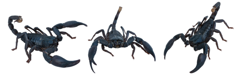 Black Asian forest scorpions isolated on transparent background.