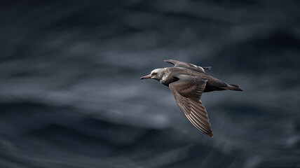 Majestic Antarctic petrel soars above dramatic ocean waves breathtaking flight