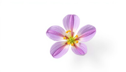 Purple Flower on White Background