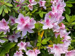 Flower　Plant　花　植物