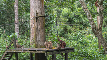 The monkeys are feeding. Long-tailed and stump tailed macaques gathered on a boardwalk. Mother orangutan hugs baby. The fruits are laid out. The ropes are taut. Thickets of green trees of the forest. 