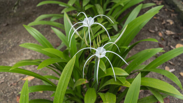 A beautiful white flower hymenocallis littoralis beach spider lily. Delicate thin petals, stamens. Long green leaves. Top view. Malaysia.