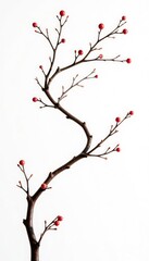 Winding branches isolated on white background, minimalist, form, simple