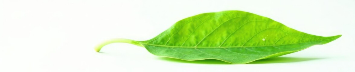 delicate green leaf isolated on white background, single focus, green