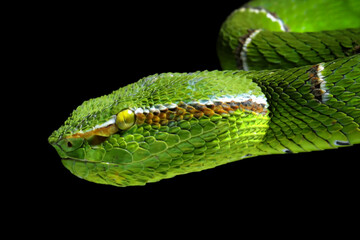 Closeup head Sulawesi Green Pit Viper (Tropidolaemus subannulatus) on branch, Tropidolaemus subannulatus head on isolated background