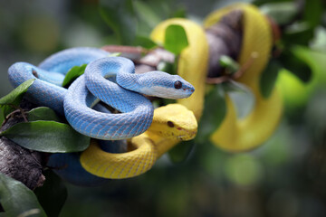 The Yellow White-lipped Pit Viper (Trimeresurus insularis) on branch, The Yellow White-lipped Pit...