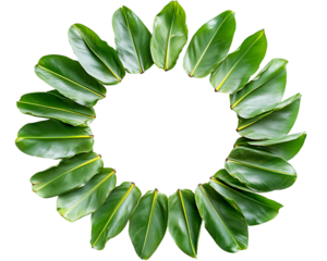 Circular Frame of Vibrant Green Leaves on Transparent Background, PNG
