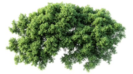 Green tree with dense leaves, transparent bg