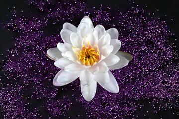 Close-up of White lotus flowers blooming on a dark background