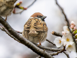 桜とスズメ