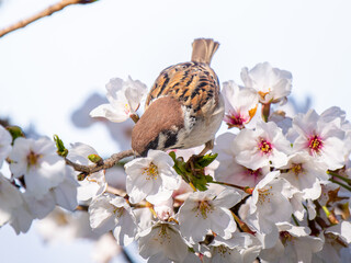 桜とスズメ