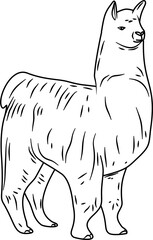 Llama hand drawn vector