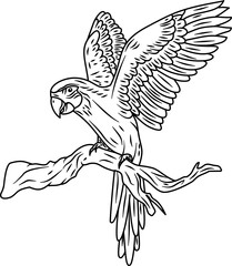 Toucan hand drawn vector