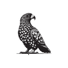 Fototapeta premium falcon vector on a white background