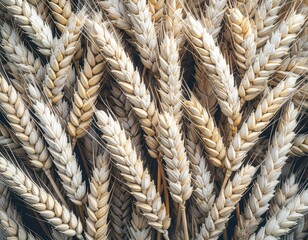golden wheat field in golden morning light