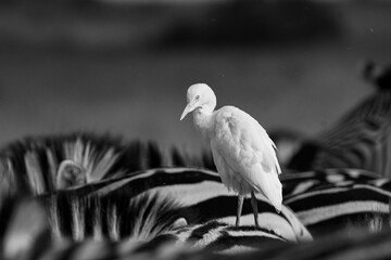 Cattle egret on zebra back