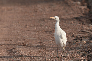 Cattle egret in mature