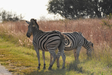 zebra in the savannah