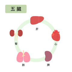 東洋医学　人体の五行分類　五臓