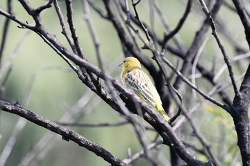 yellow tit on branch - bird