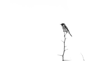 Single bird on a branch in nature