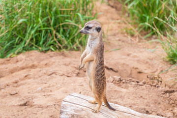 Meerkat, Suricata suricatta, on hind legs. Portrait of meerkat standing on hind legs with alert expression. Portrait of a funny meerkat sitting on its hind legs.