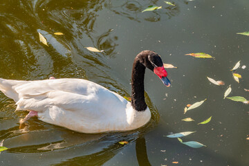 The black-necked swan, Cygnus melancoryphus, is a swan that is the largest waterfowl native to South America. The body plumage is white with a black neck and head and greyish bill