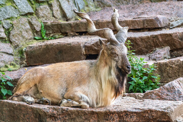 Close-up portrait of Markhor, Capra falconeri, wild goat native to Central Asia, Karakoram and the...