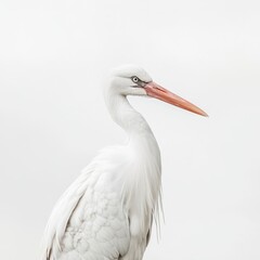 Fototapeta premium White Heron Portrait Against Bright Background