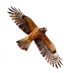 Brown Hawk in Flight Against White Background